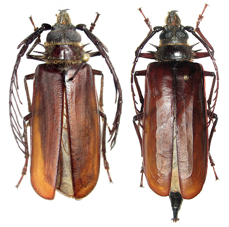 Ceratocentrus oremansi